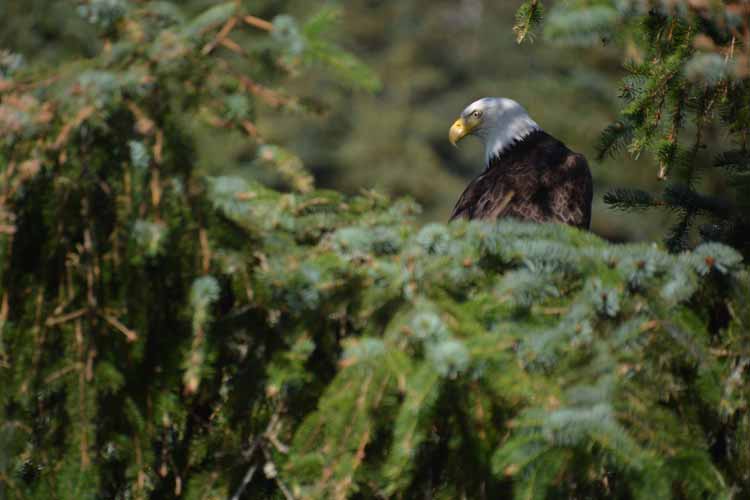 eagle in tree